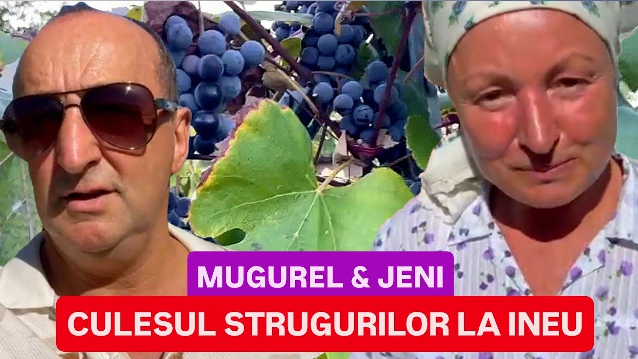 ACASĂ la MUGUREL & JENI - PETRECEM cu ALEXANDRU POP ZĂRĂNDEAN la CULESUL STRUGURILOR în INEU