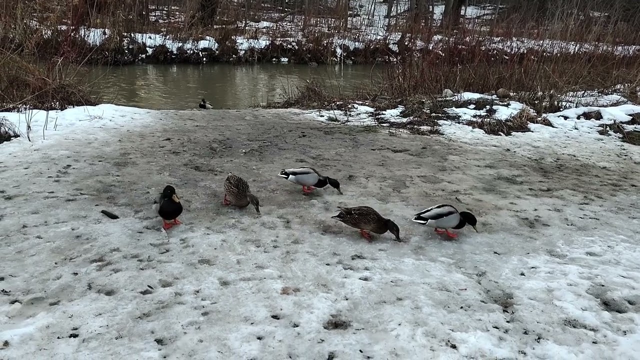 Walking In The Park To The Ducks At Kiwanis Park In London Ontario