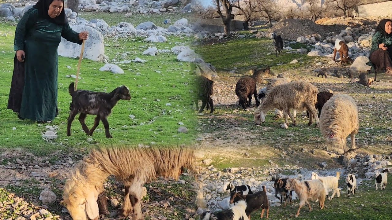 The village pasture and the mother herd