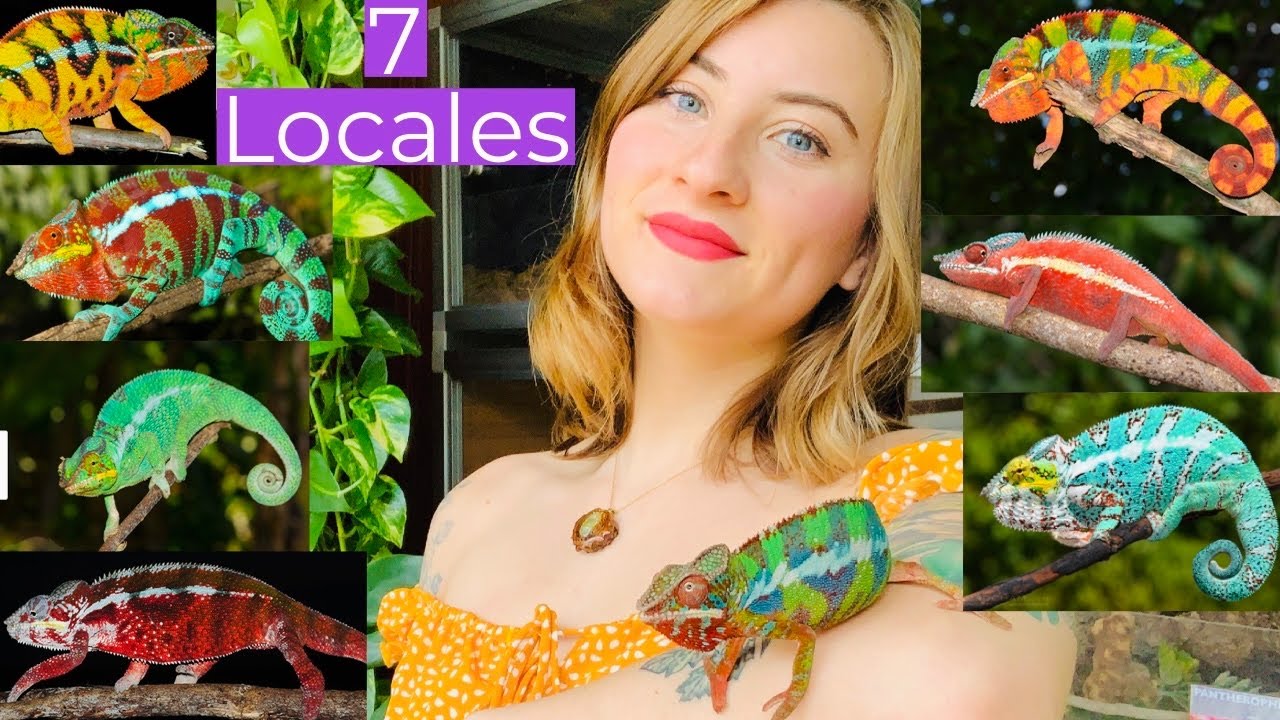 7 Panther Chameleon Locales