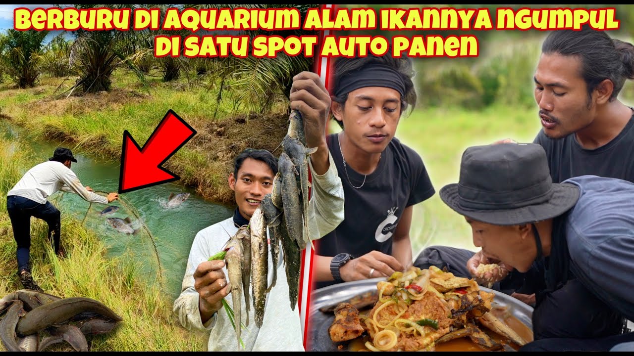 BERBURU IKAN AIR HIJAU SEKELUARGA KAMI ANGKUT LANGSUNG OLAH DI TEMPAT