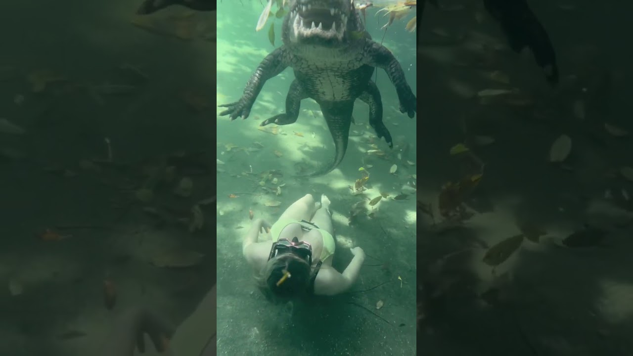 Swimming with alligators ❤️
