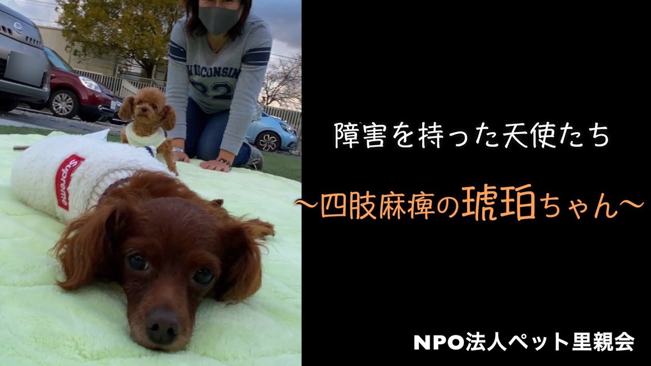 【障害を持った天使たち】〜四肢麻痺の琥珀ちゃん〜