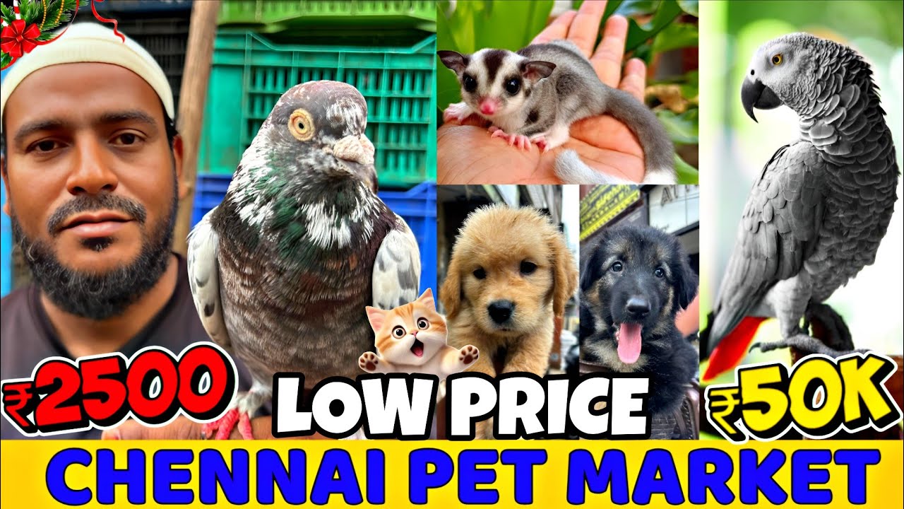 Chennai Broadway Pet Market Full Tour 🔥 | Puppy Prices, Birds & Exotic Pets in Chennai 2026🔥