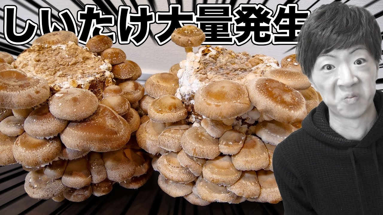 部屋でしいたけが大量発生しました。