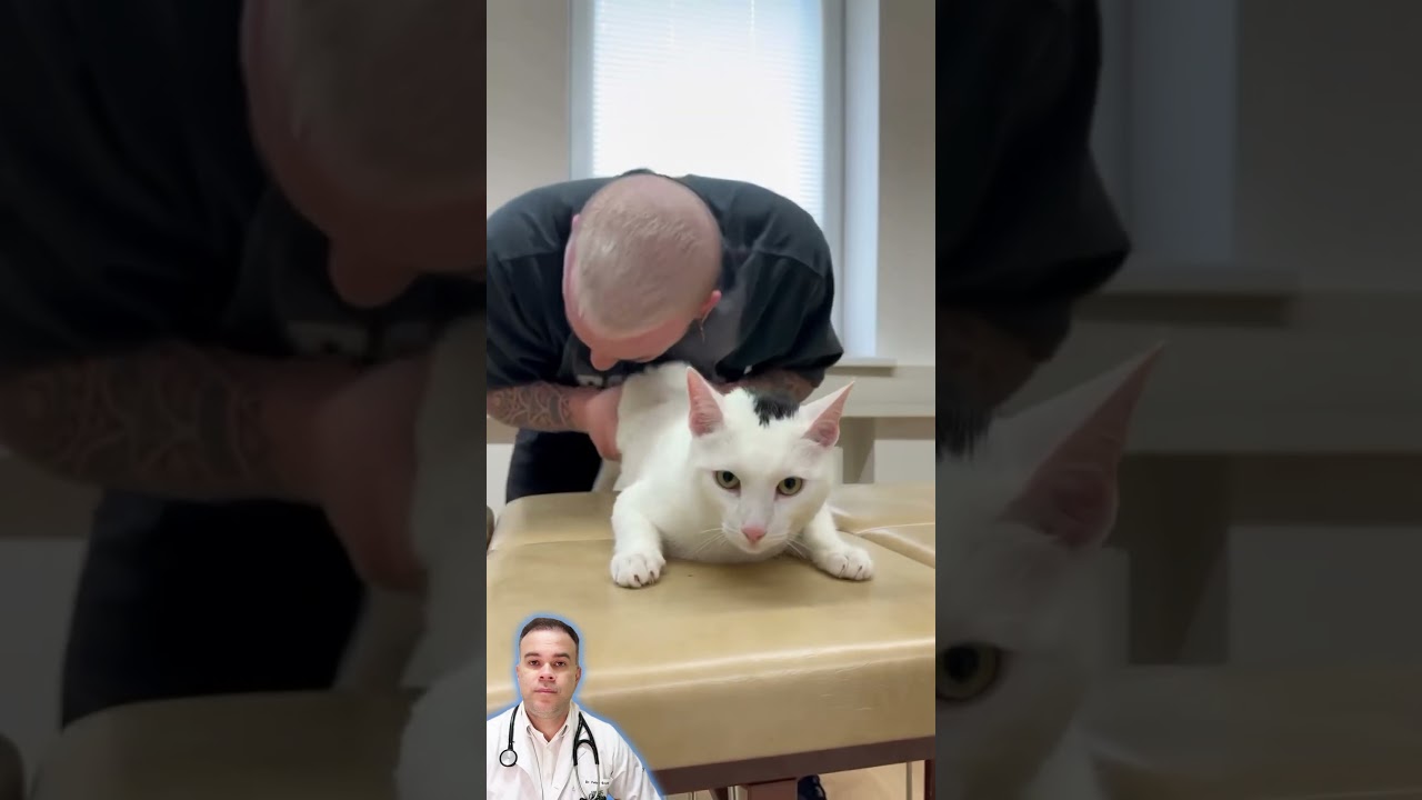 Estalando o gatinho