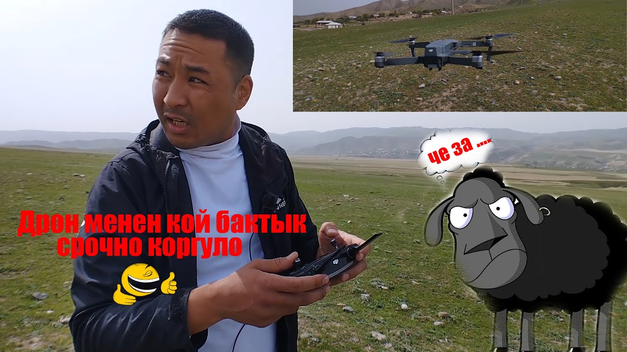 Дрон менен Кой кайтардык