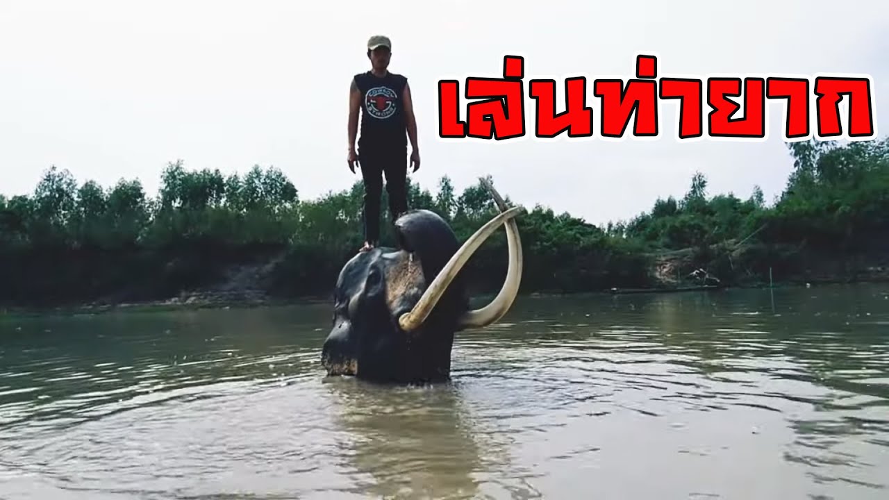 พลายโอเล่ไปเล่นน้ำ...นึกว่าจระเข้
