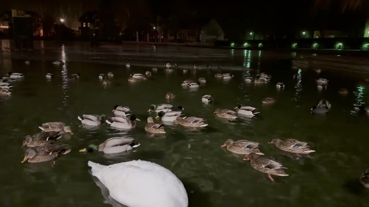 Nocturnal Ducks Preparing to Sleep: Murmur of the Water and Waterbirds #birdwatching #naturesounds