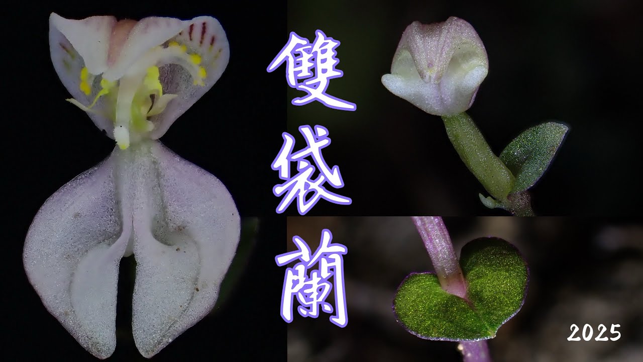 香港遇上「傳說」中的雙袋蘭  英文名稱: Lantau Disperis 一株清新小翠苗 纖纖玉莖造化功 兩個小袋淺中透 秀肩猶怯嘵來風 此刻讓我碰上了你，也讓你也碰上了我，不遲也不早，四目皆是你！
