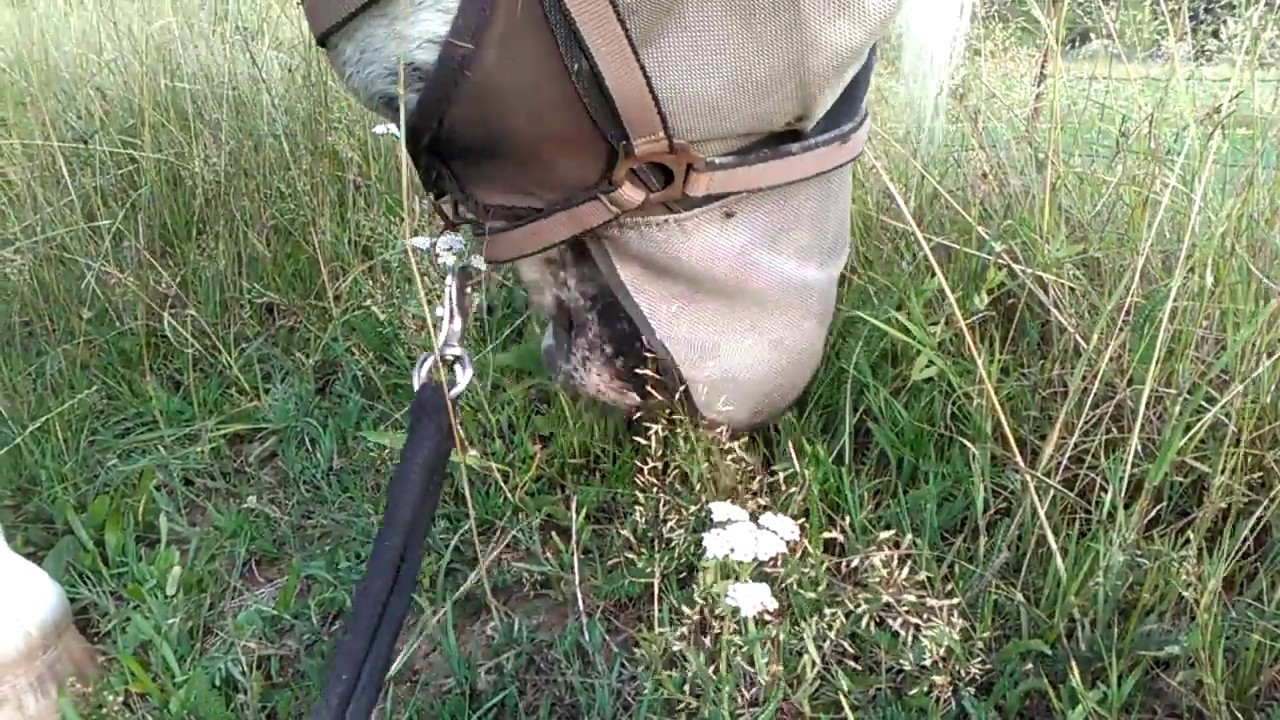 ASMR horse eating grass