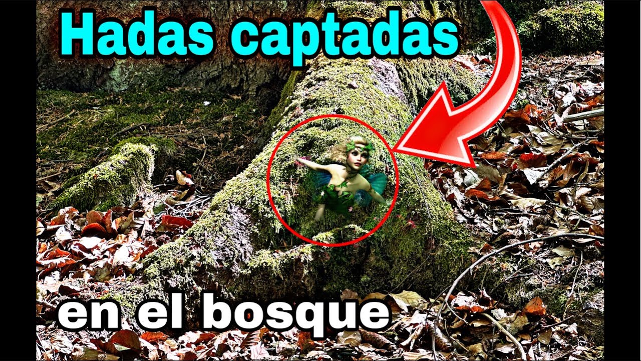 Hadas reales en el bosque