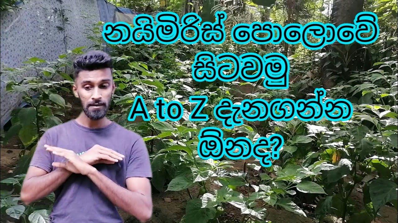 නයිමිරිස් බිම සිටුවීම / naimiris planting in the ground