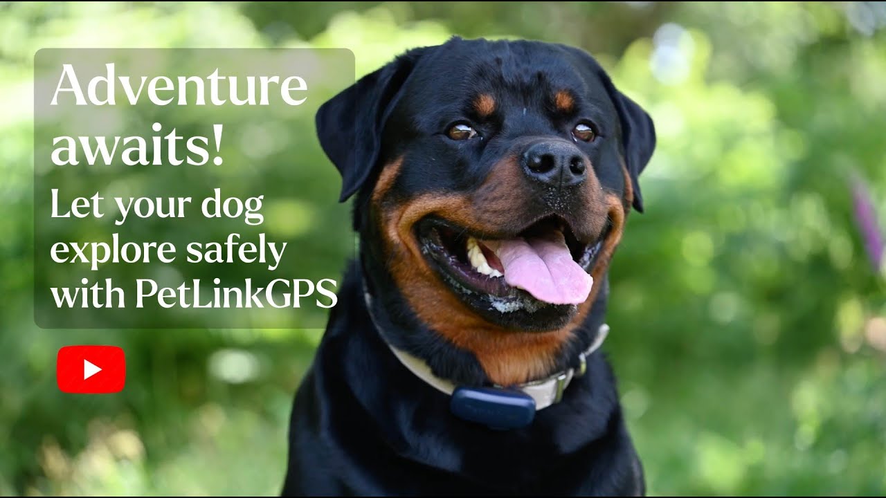 Adventure Awaits! Let Your Dog Explore Freely with PetLinkGPS Location and Activity Monitor