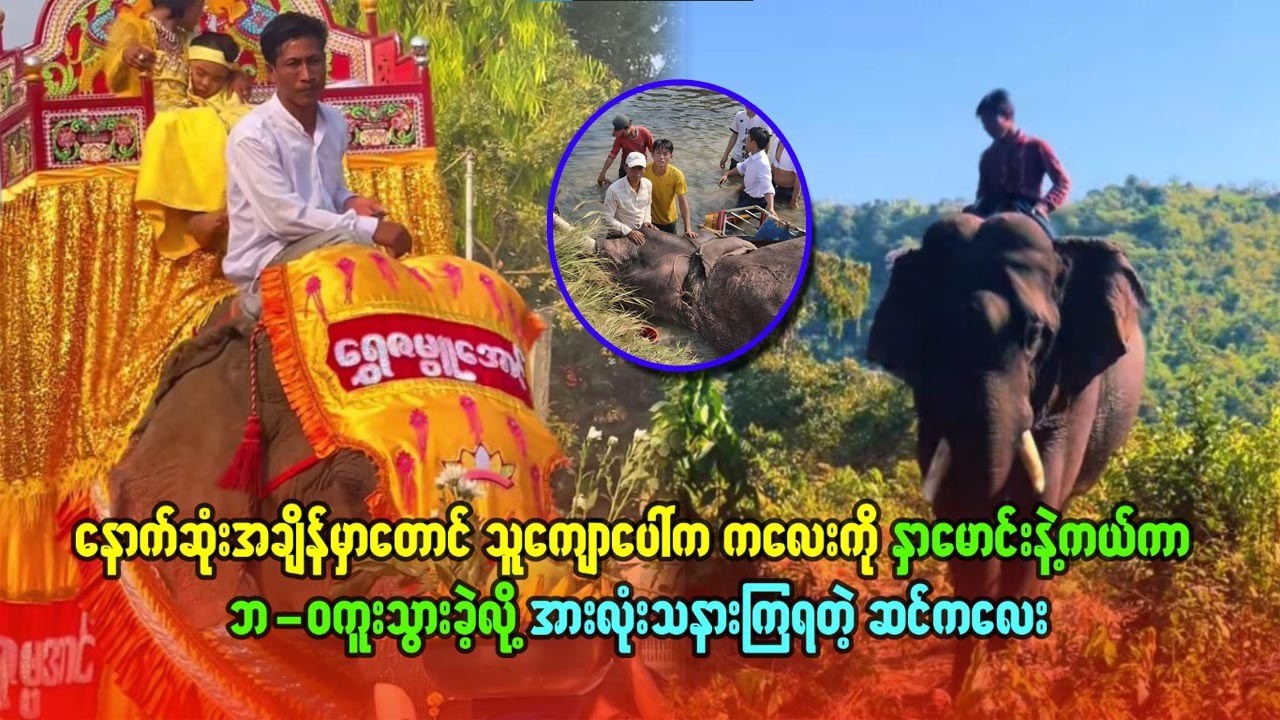 နောက်ဆုံးအချိန်မှာတောင်သူကျောပေါ်က ကလေးကိုနှမောင်းနဲ့ကယ်ကာ ဘဝကူးသွားခဲ့လို့ အားလုံးသနားကြရတဲ့ဆင်လေး