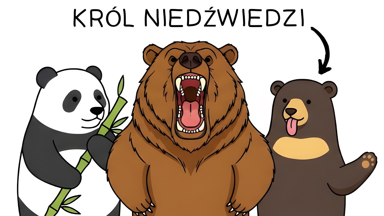 Każdy typ niedźwiedzia wyjaśniony w 10 minut