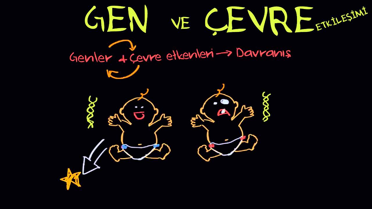 Gen Çevre Etkileşimi (Psikoloji / Davranış)