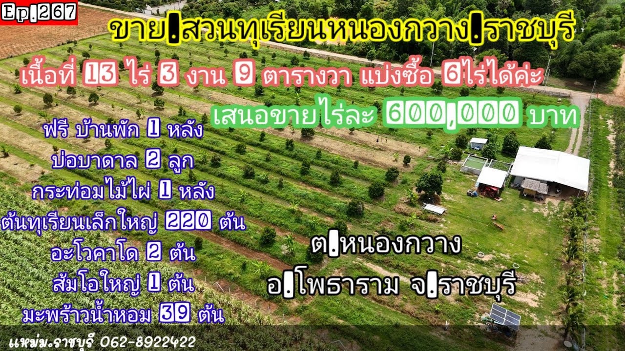 Ep.267#ขายสวนทุเรียนหนองกวางราชบุรี#เนื้อที่ 13 ไร่3 งาน 9 ตารางวา#ต.หนองกวาง อ.โพธาราม จ.ราชบุรี