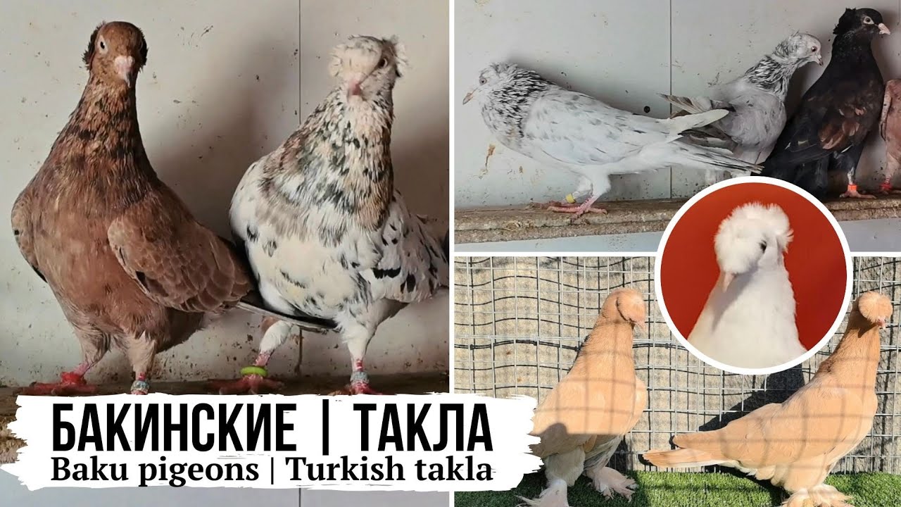 Такла | Бакинские мраморные, сизые, белые бойные голуби Алексея, г. Тамбов