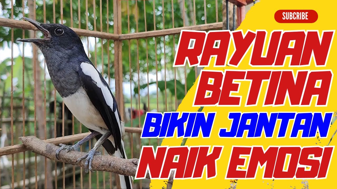 Kacer Betina Memancing Kacer Jantan | Pancingan Kacer jantan Agar Cepet Nyaut Bunyi & Ngotot Gacor