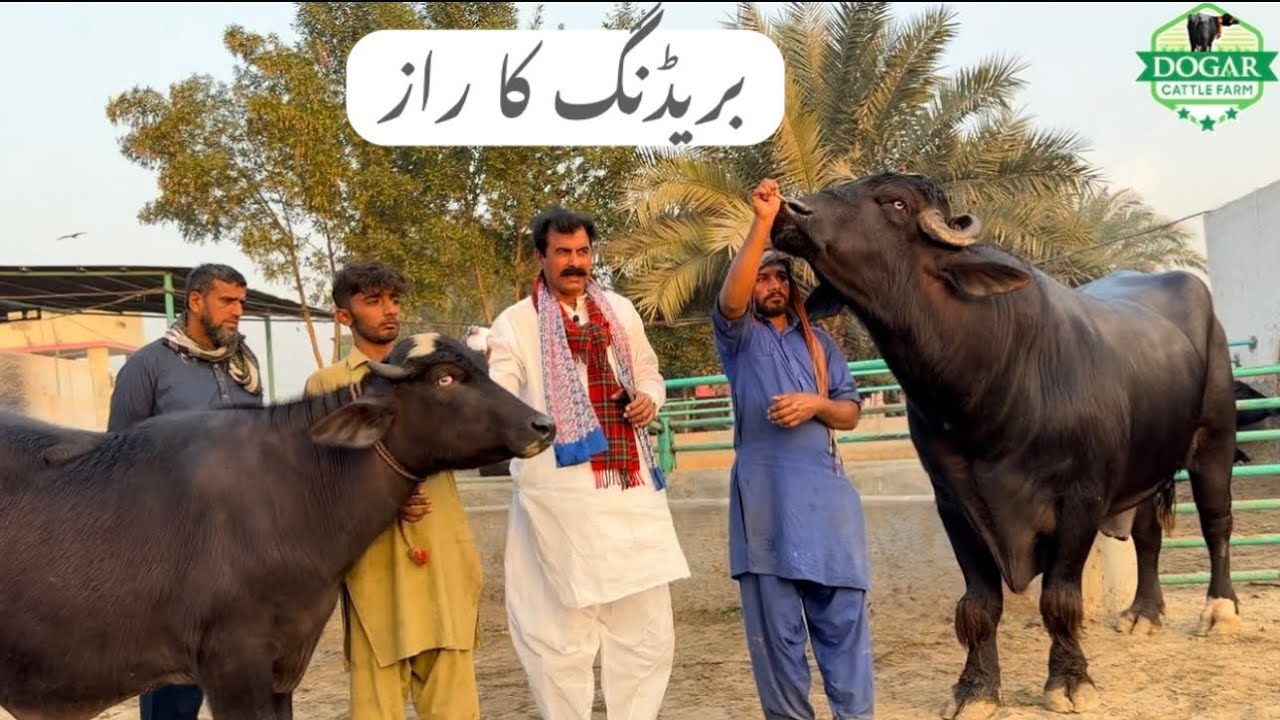 بریڈنگ کا مکمل فارمولا | ڈوگر کٹل فارم کے اپنی بریڈنگ سانڈ | 100% رزلٹBreeding Formula