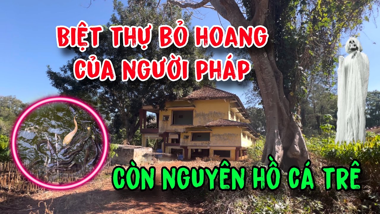 Biệt thự bỏ hoang 50 năm của Người Pháp còn nguyên hồ cá trê