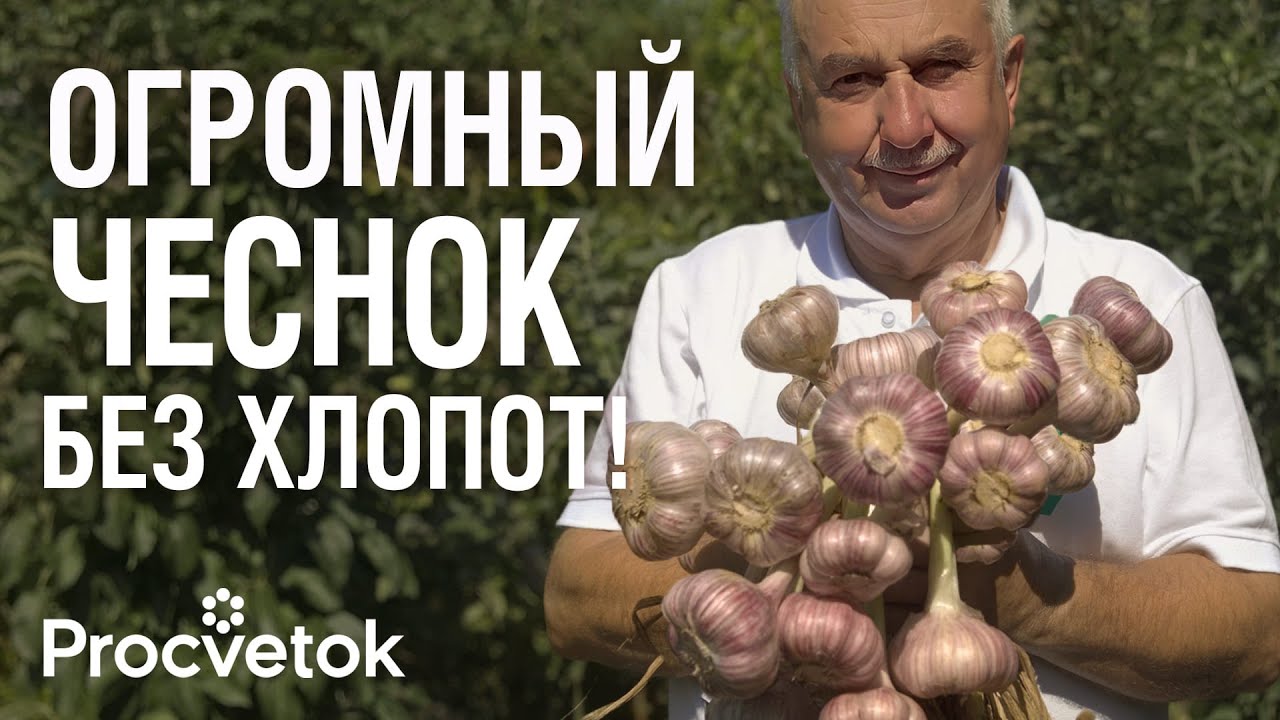 ПОЛОЖИТЕ ЭТО В ЛУНКУ ПРИ ПОСАДКЕ ЧЕСНОКА, чтобы он уродил крупным и здоровым!