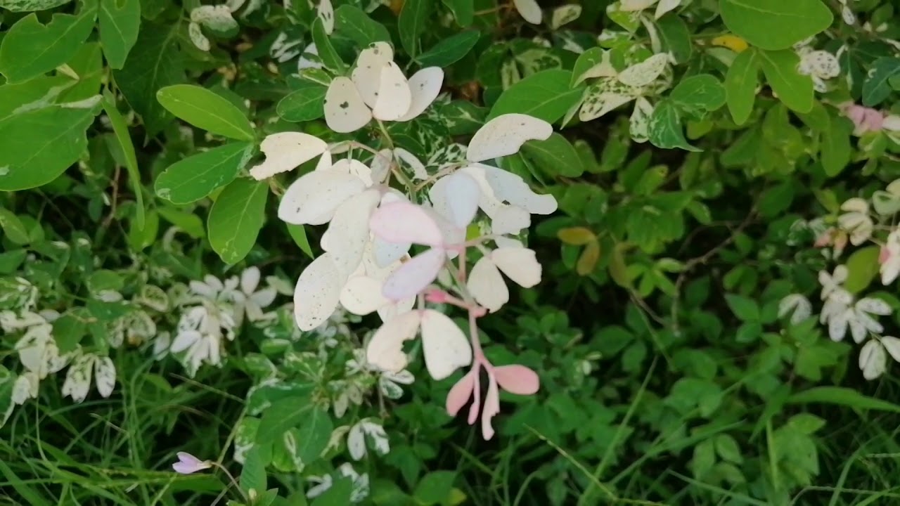 Huawei Nova 3i sample videos