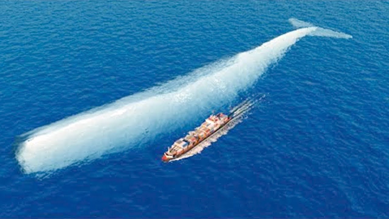 Tienes Que Ver De lo Que es Capaz de Hacer la Ballena Más Grande Del Mundo