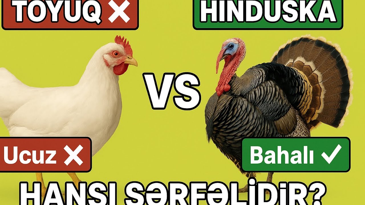 Toyuq Yoxsa Hinduşka Hansi Daha Serfelidir ⁉️ M&uuml;sbet Ve Menfi Terefleri❗