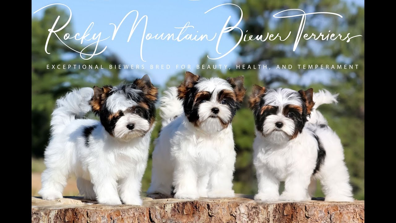 Rocky Mountain Biewer Terriers - 2019