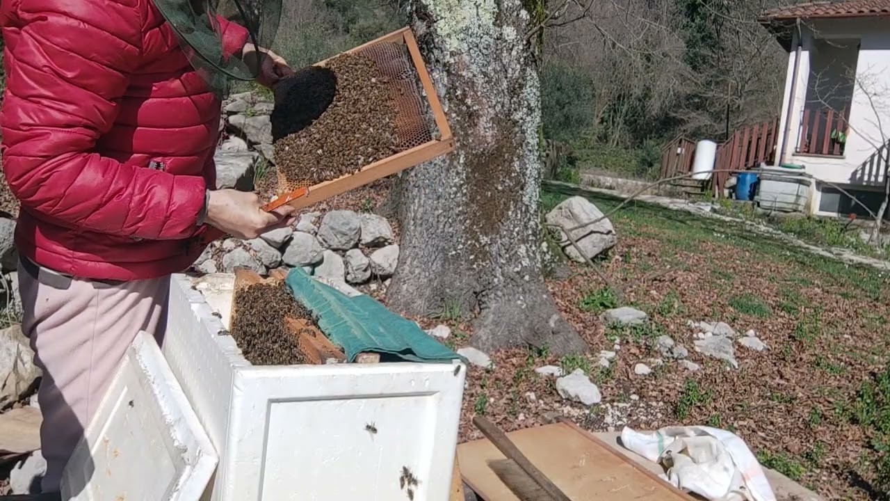 Apicoltura 13/02/26 Due famiglie, due storie… ma oggi stanno andando bene❤️#albine#nucleu#beekeeping