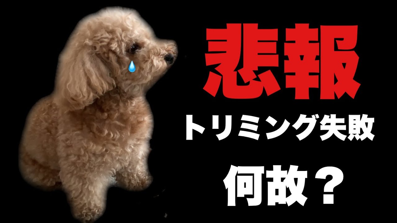 【悲報】トリミングに行ったらまさかの姿で帰ってくる トイプードルがシュナウザーに！