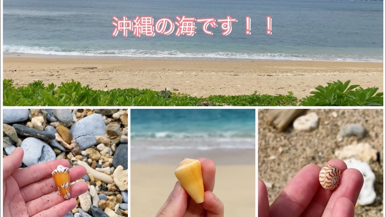 遠征/沖縄の海で貝殻拾い/ロウソクガイ/タガヤサンミナシ/アカシマミナシ/マダライモ/ハルシャガイ