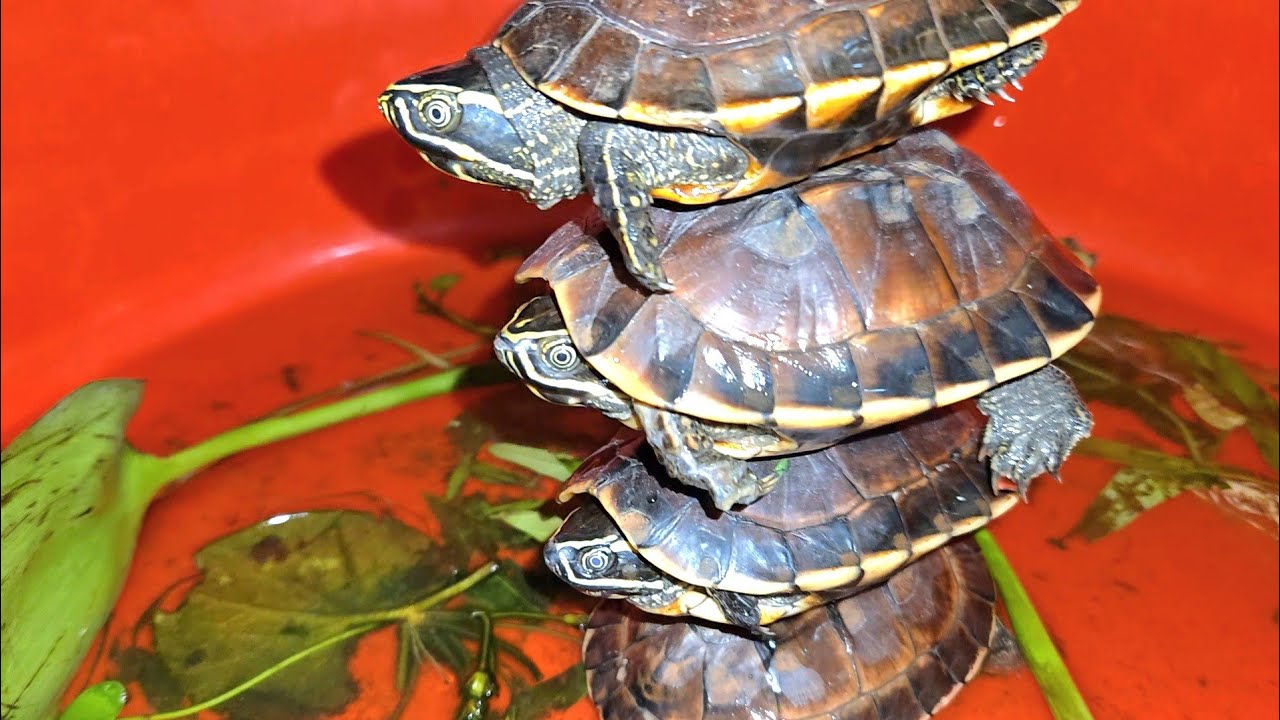  Awesome Baby Aquarium Turtles & Fish Found in a Small Pond – Koi, Goldfish, Puffer Fish & Snails