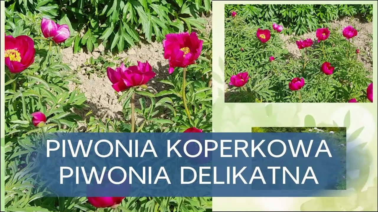 Ogród Botaniczny UMCS Lublin  - Piwonia Drzewiasta, Piwonia Koperkowa