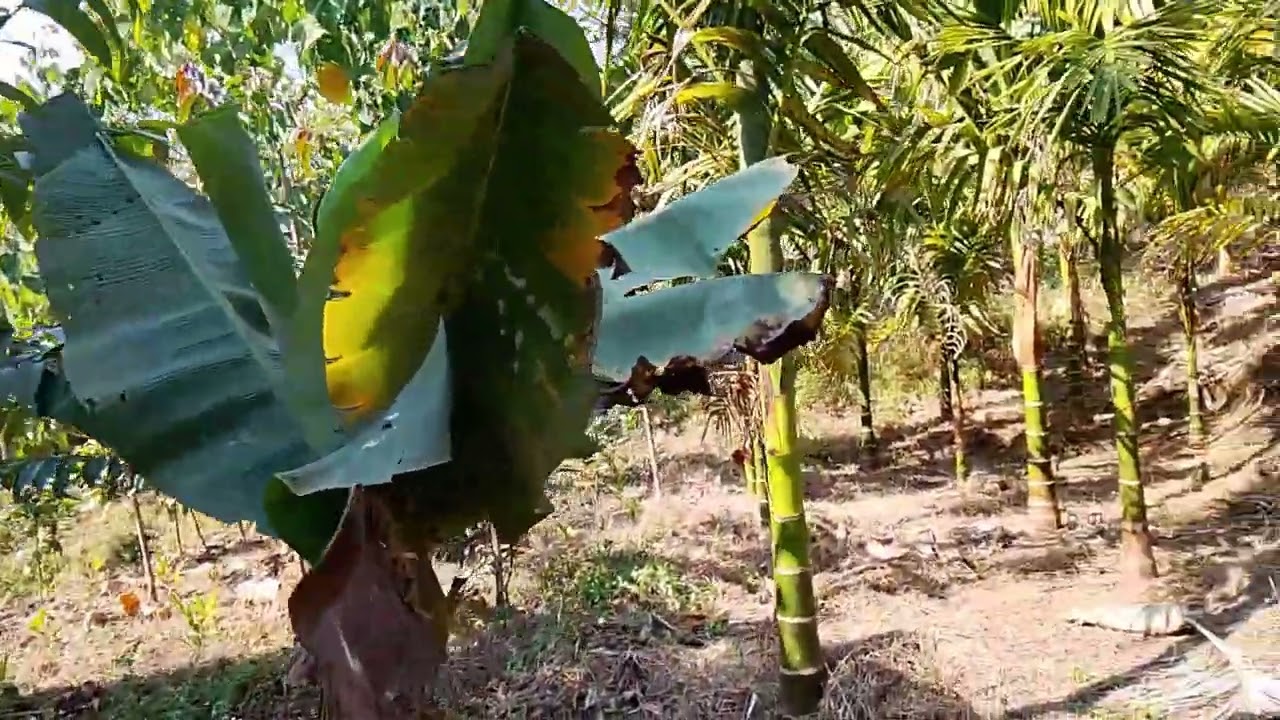 Arecanut FarmArecanut Farm