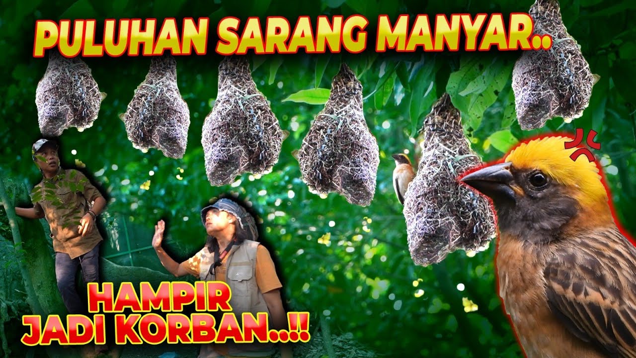 WOW !! SARANG MANYAR PENUH DI TIAP SUDUT AVIARY..!!