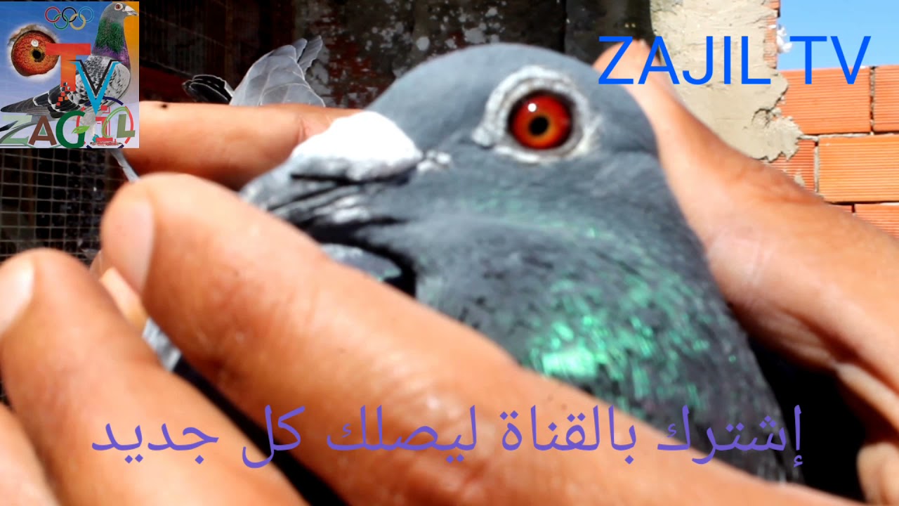 زيارة عند بطل سباق أركانة يوسف الهداجي أحد أبطال منطقة الغرب و الطويل الممتاز