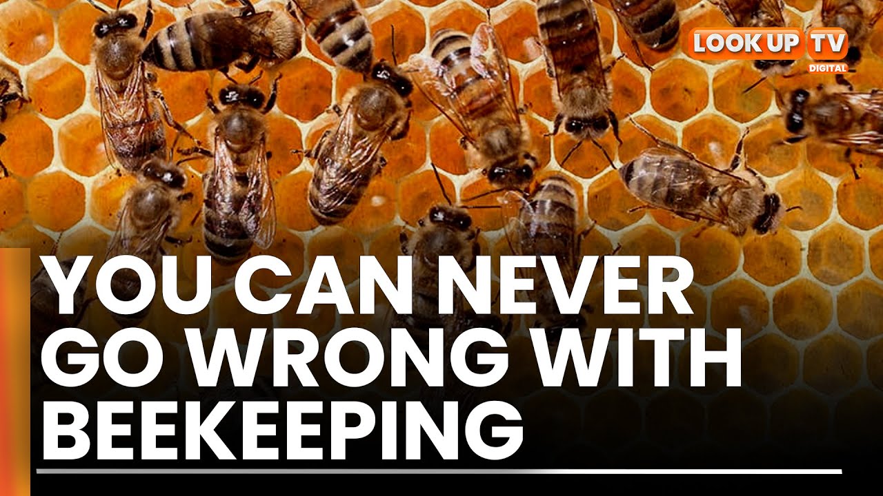 One acre of beekeeping can earn you more than 50 acres of maize farming .