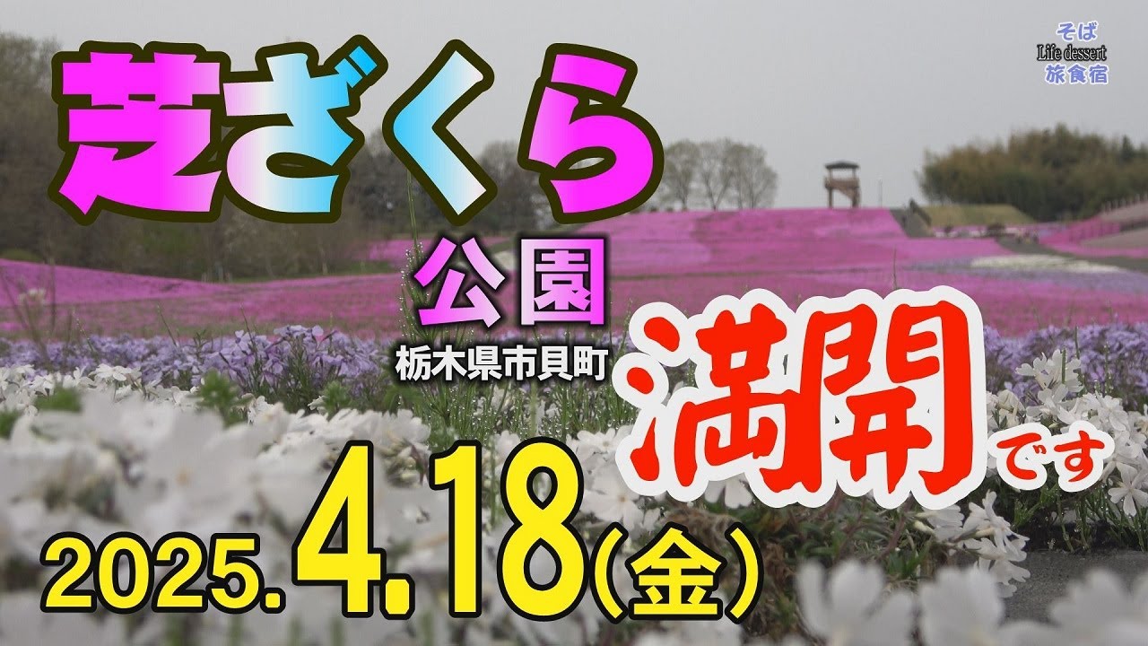 【栃木・満開】市貝町 芝ざくら公園　2025.4.18（金）速報　栃木県