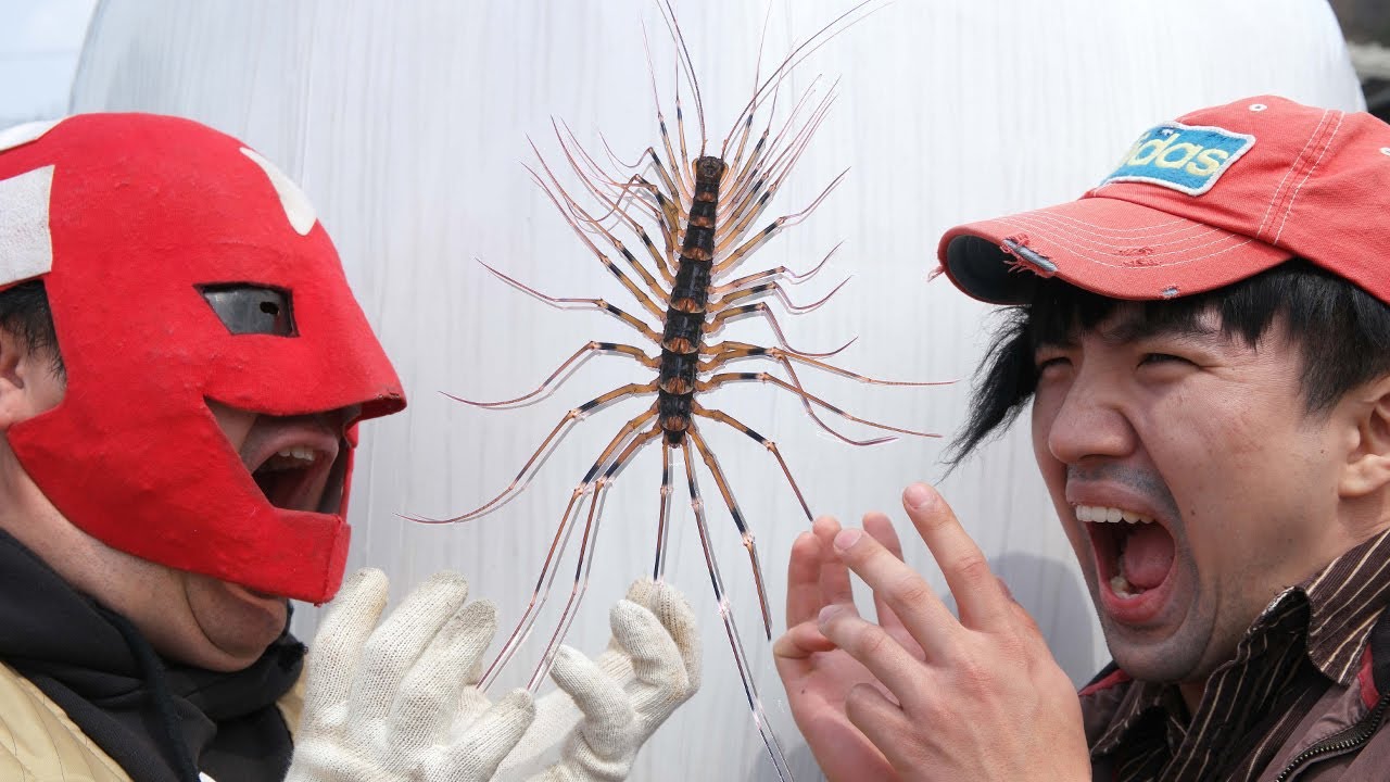세상에서 가장 큰 돈벌레를 먹어보자!! 그리마!! (ft.다흑, 우파푸른하늘, 리도동동) House Centipede Catch n Cook!