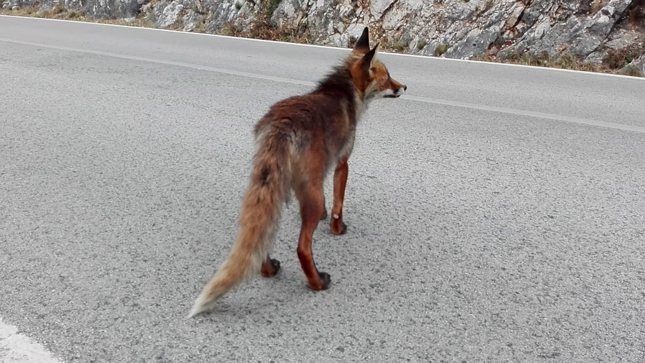 Raposa da Arrábida