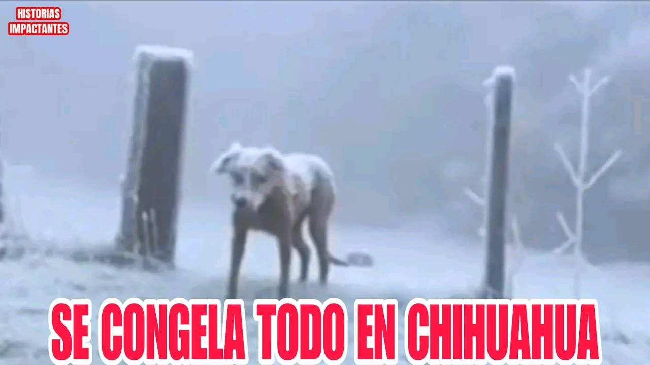 EL CIELO ESTÁ ENFERMO: SE CONGELA TODO CHIHUAHUA, Extrema NEVADA, GENTE BAJO NIEVE 