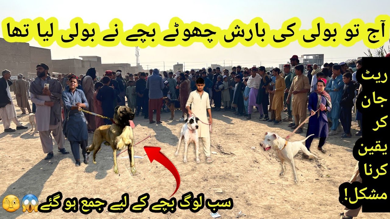 Dog Market in Kohat Pakistan || Special and cheapest price || Bully, kangal 🐕 ||