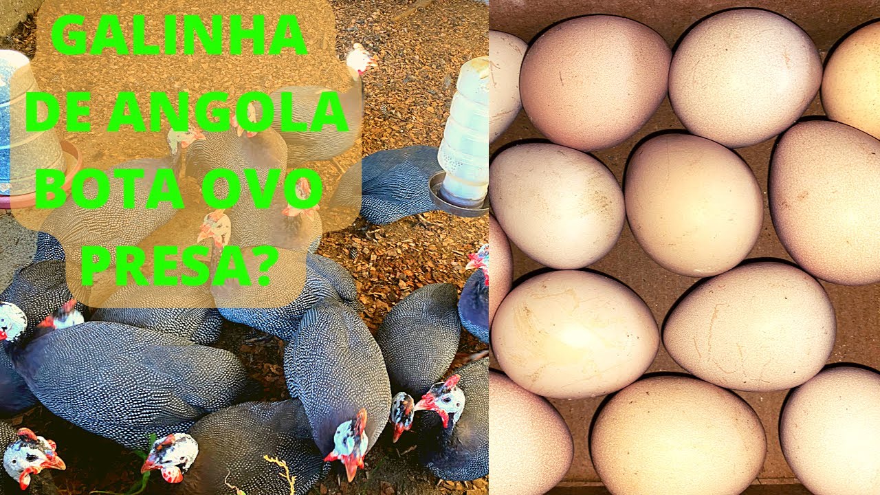 Dica sobre Galinha de angola | Galinha de ANGOLA  BOTA sem NINHO? OVO De Galinha de Angola é BOM?