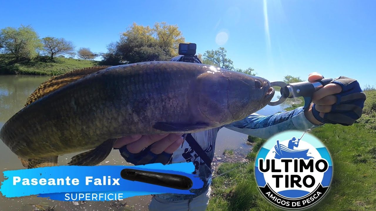 UNA PESCA + de TARARIRAS con SEÑUELOS FALIX 2025