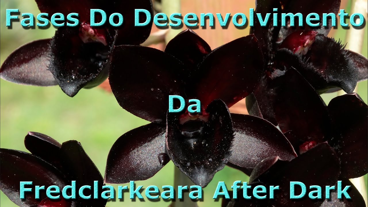 Fases do Desenvolvimento da Fredclarkeara After Dark (Orquídea Negra)