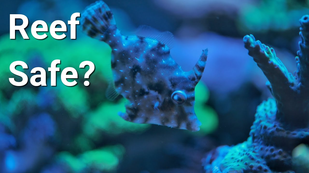 Watch This Before You Get An Aiptasia Eating File Fish
