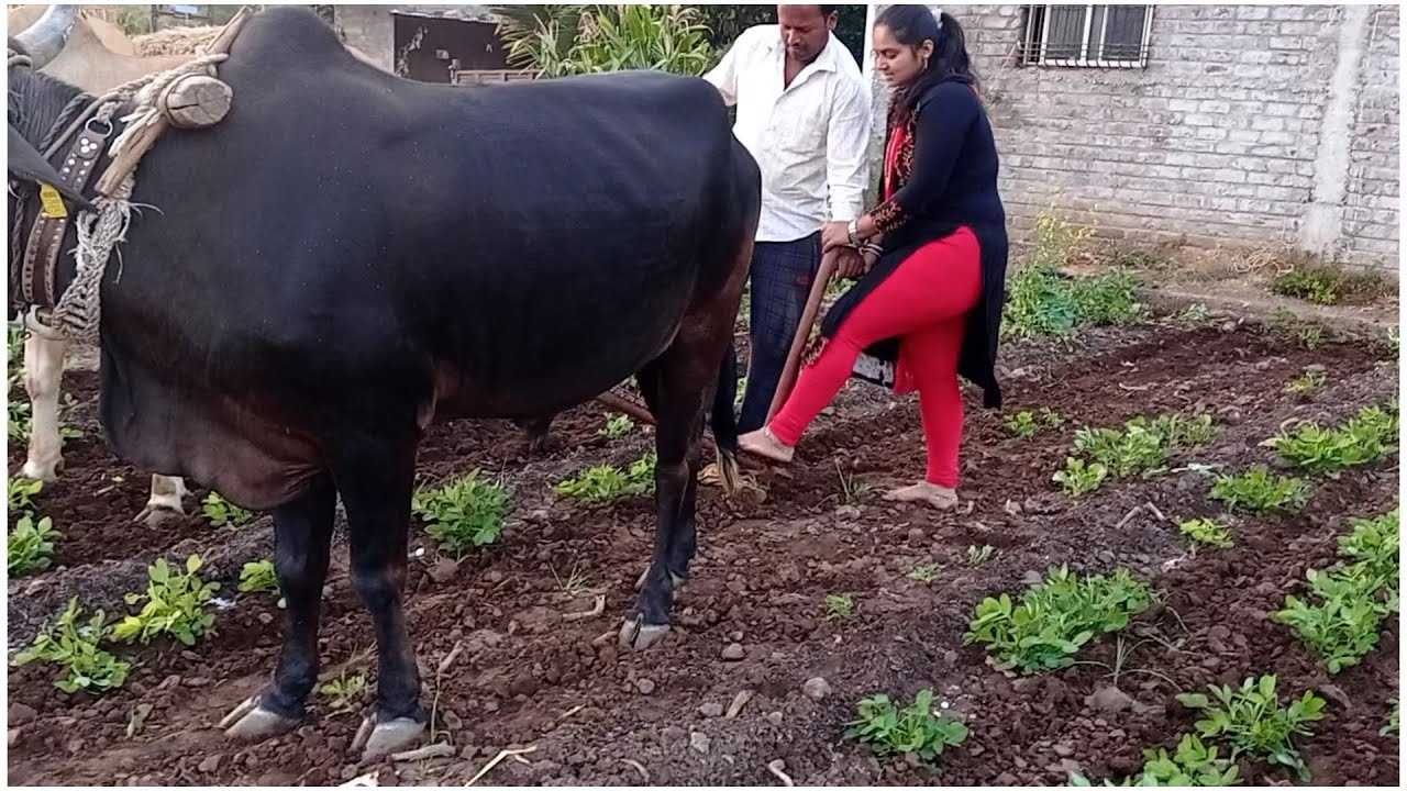 Aaj khet me kay kiya kam Hamne or kay galti hui muzse aaj janoge nhi? 😇 Village real life.!!! enjoy😍